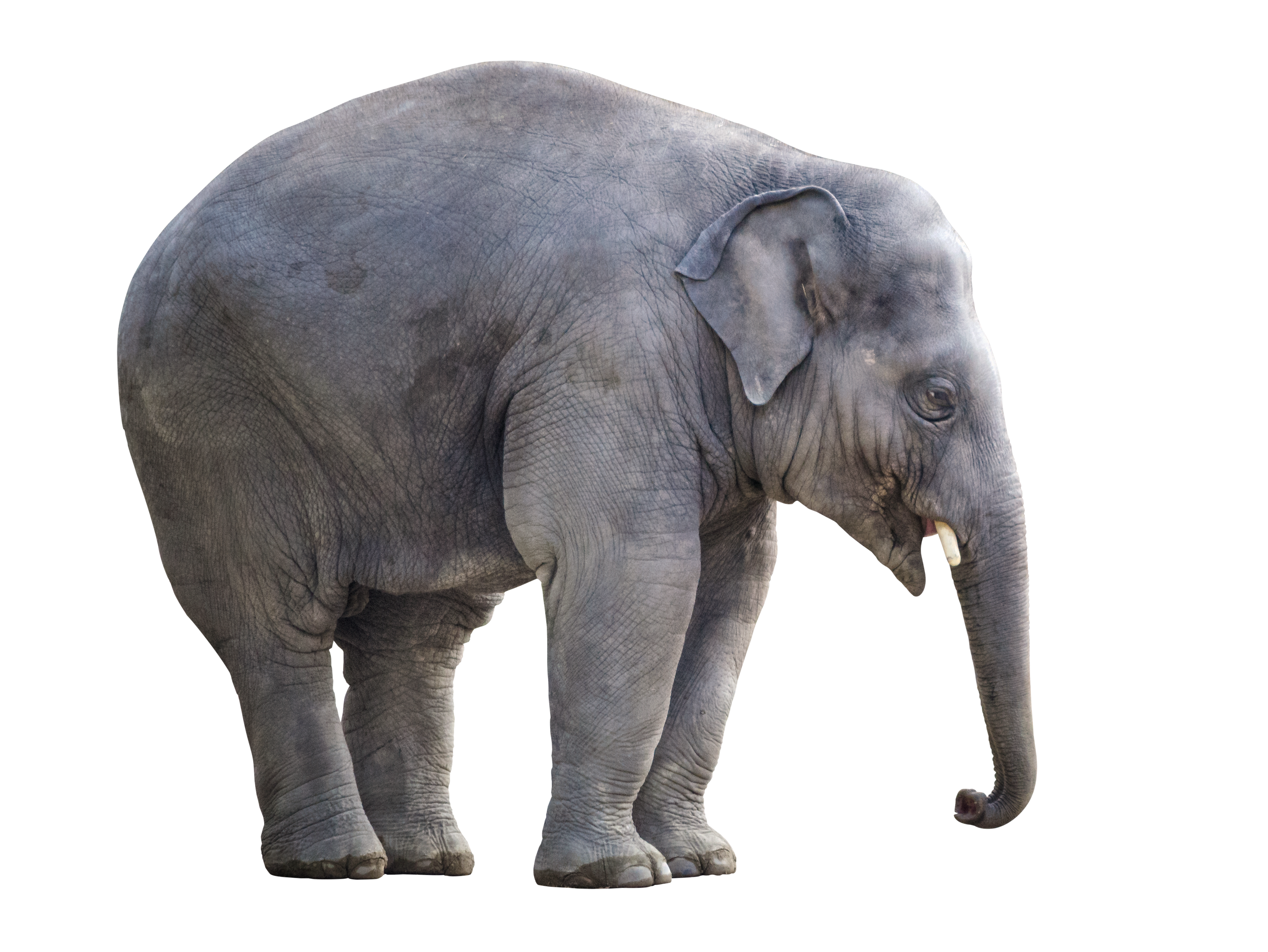 Big Elephant PNG Image PurePNG Free Transparent CC0 PNG Image Library