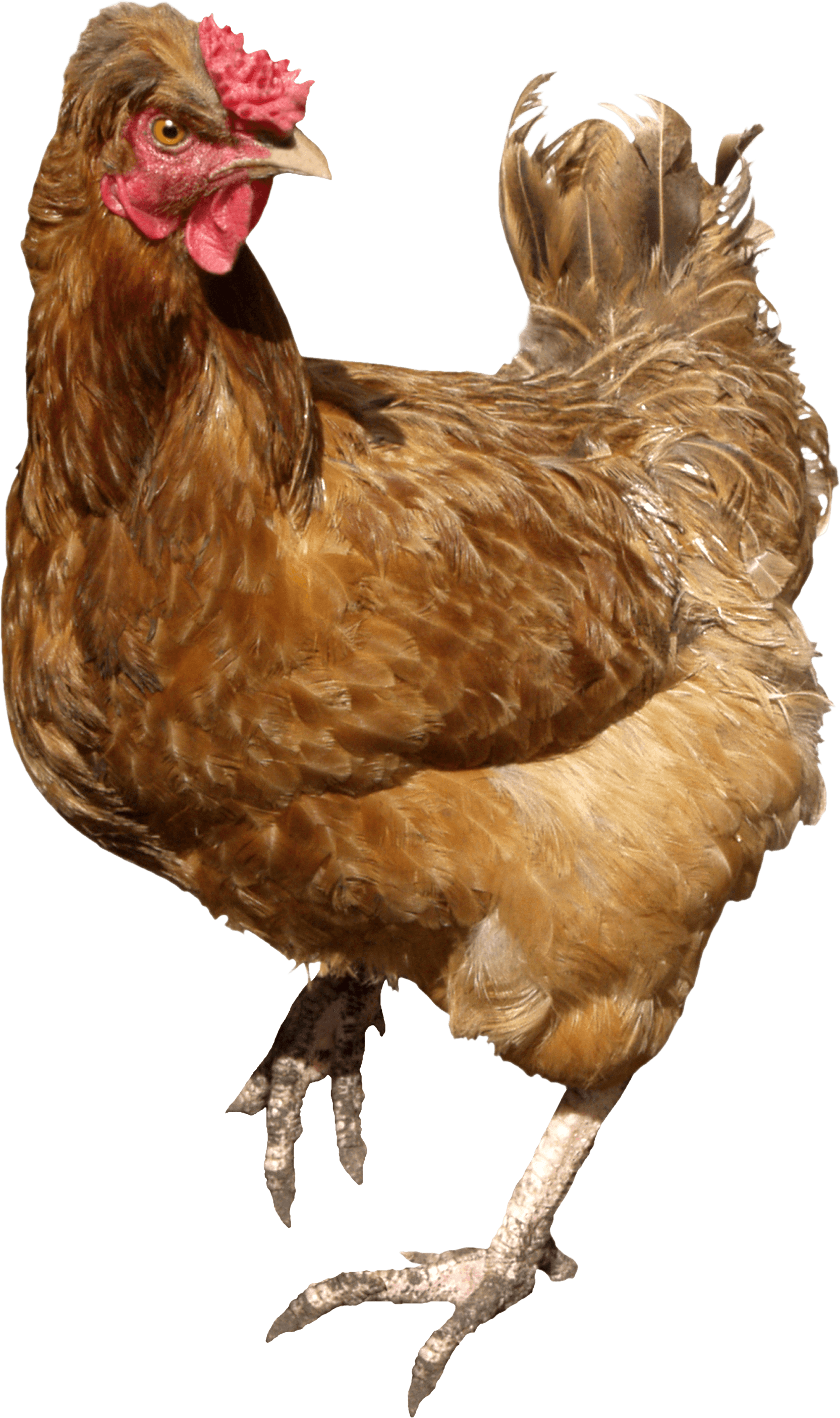 Brown running Chicken PNG Image PurePNG Free