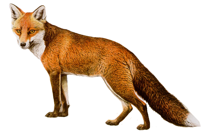 fox drawing PNG Image - PurePNG | Free transparent CC0 PNG Image Library