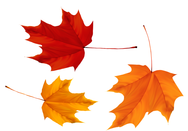 Red And Yellow Maple Leaves PNG Image PurePNG Free Transparent CC0