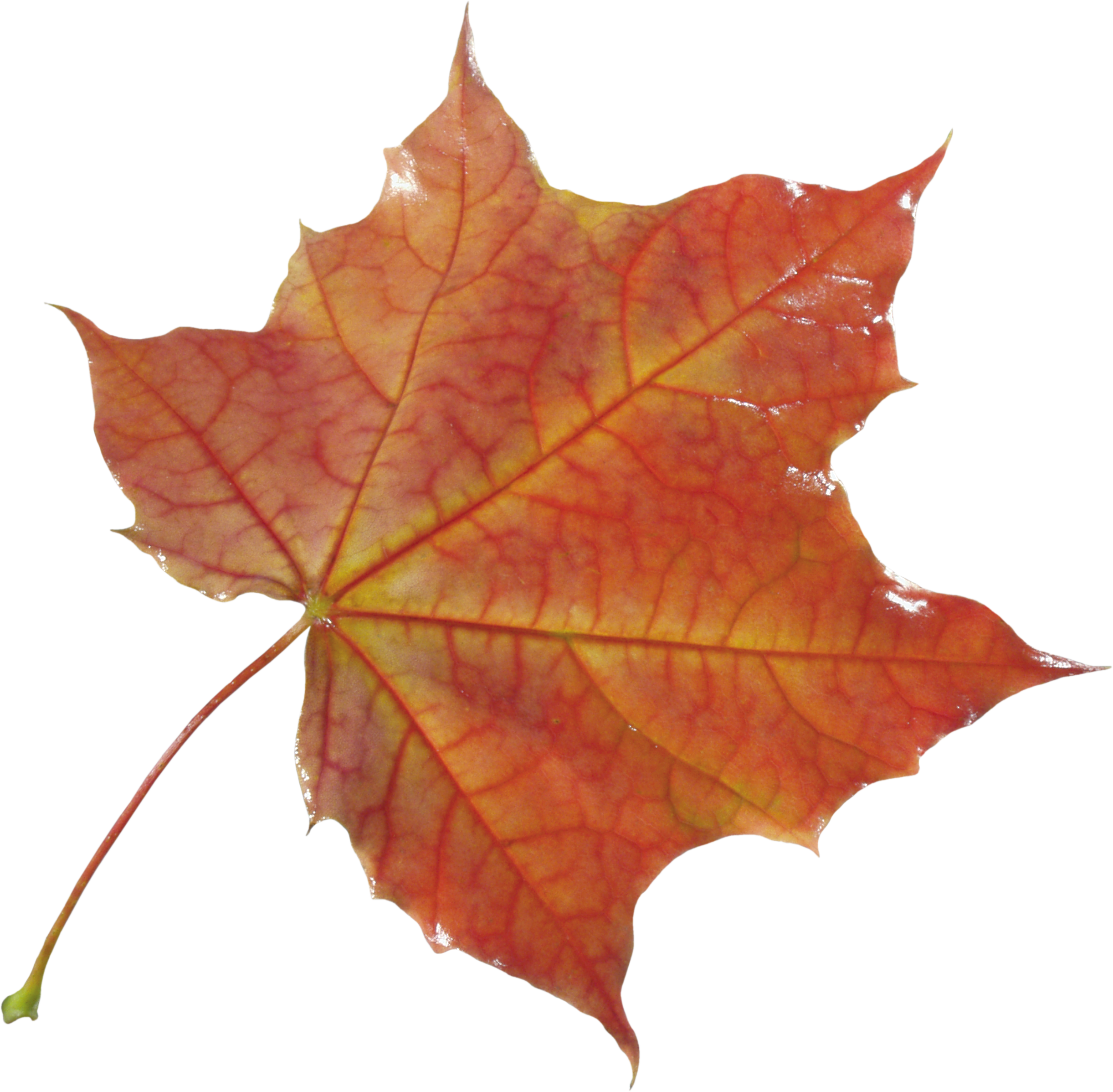 Autumn Leaf PNG Image PurePNG Free Transparent CC0 PNG Image Library