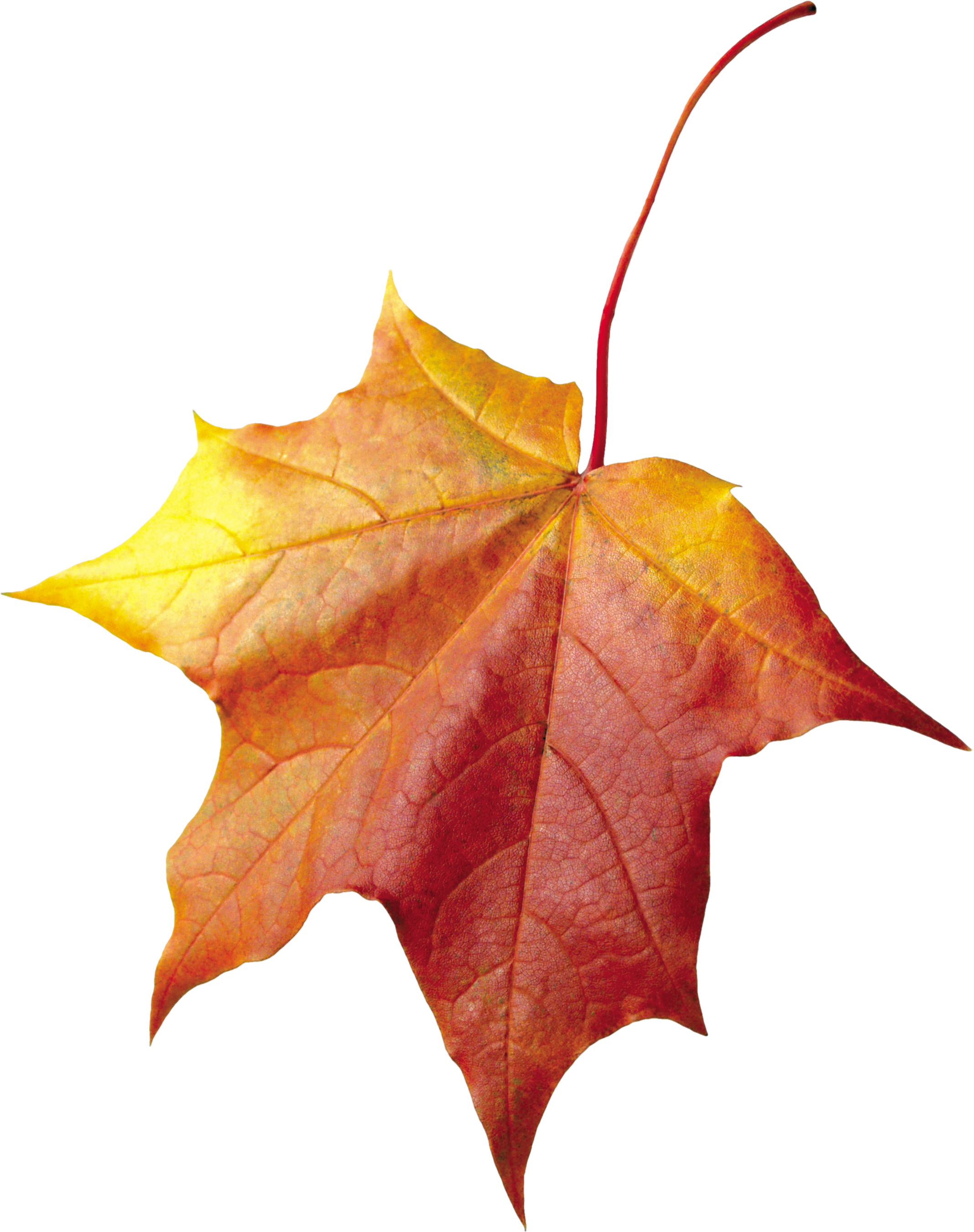 Autumn Leaf Png Image Purepng Free Transparent Cc0 Pn Vrogue co