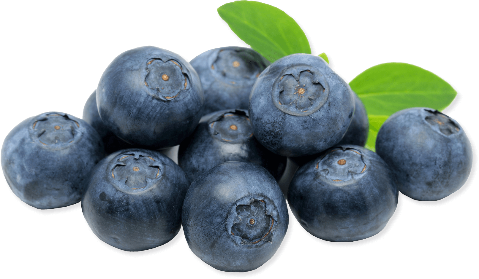 Blueberries PNG Image - PurePNG | Free transparent CC0 PNG ...