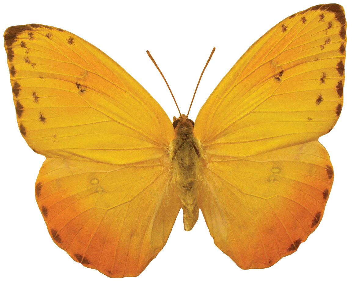 21+ Transparent Background Overlay Butterfly Png Images Pics