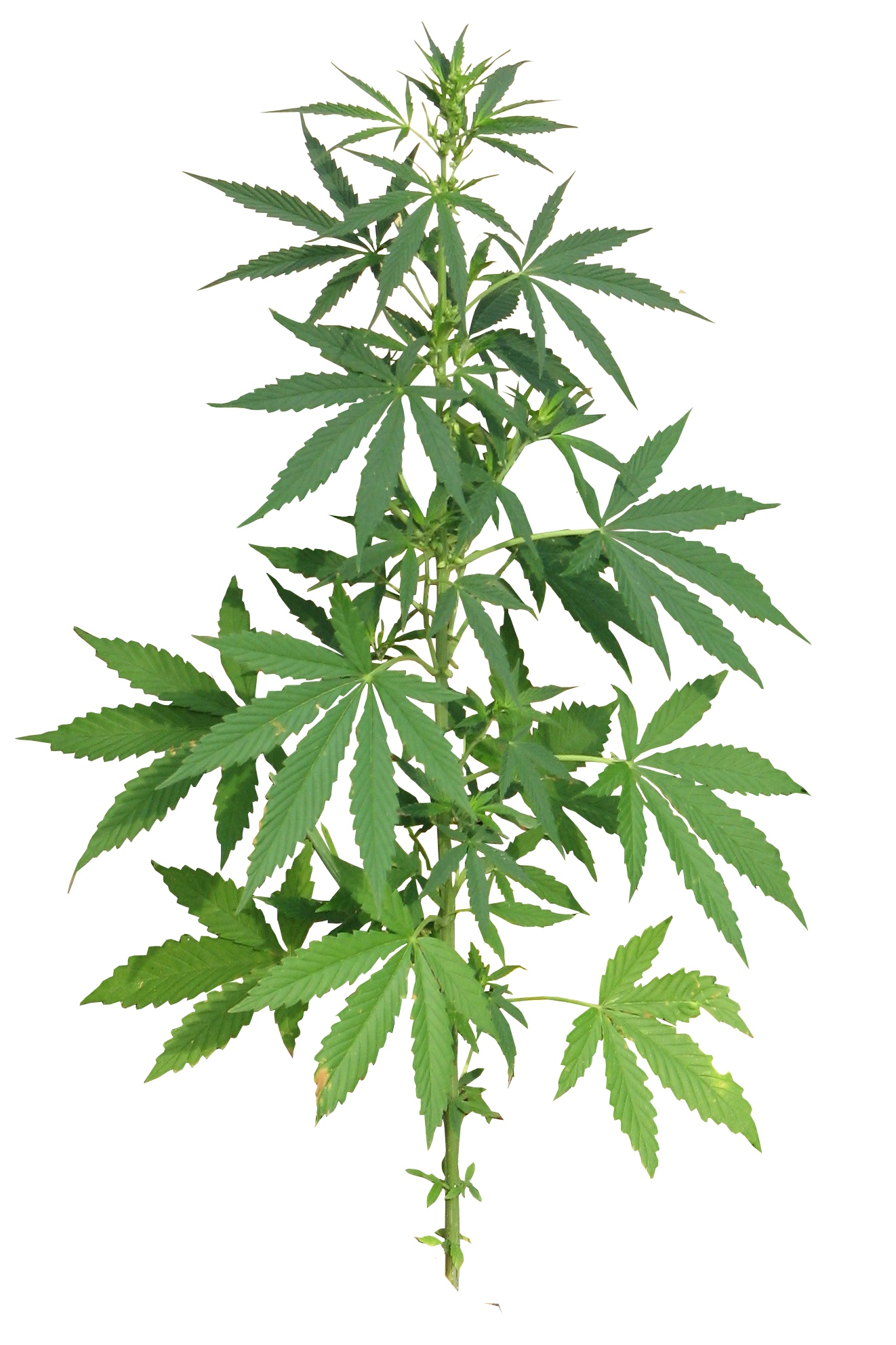 Cannabis Plant full PNG Image - PurePNG | Free transparent CC0 PNG