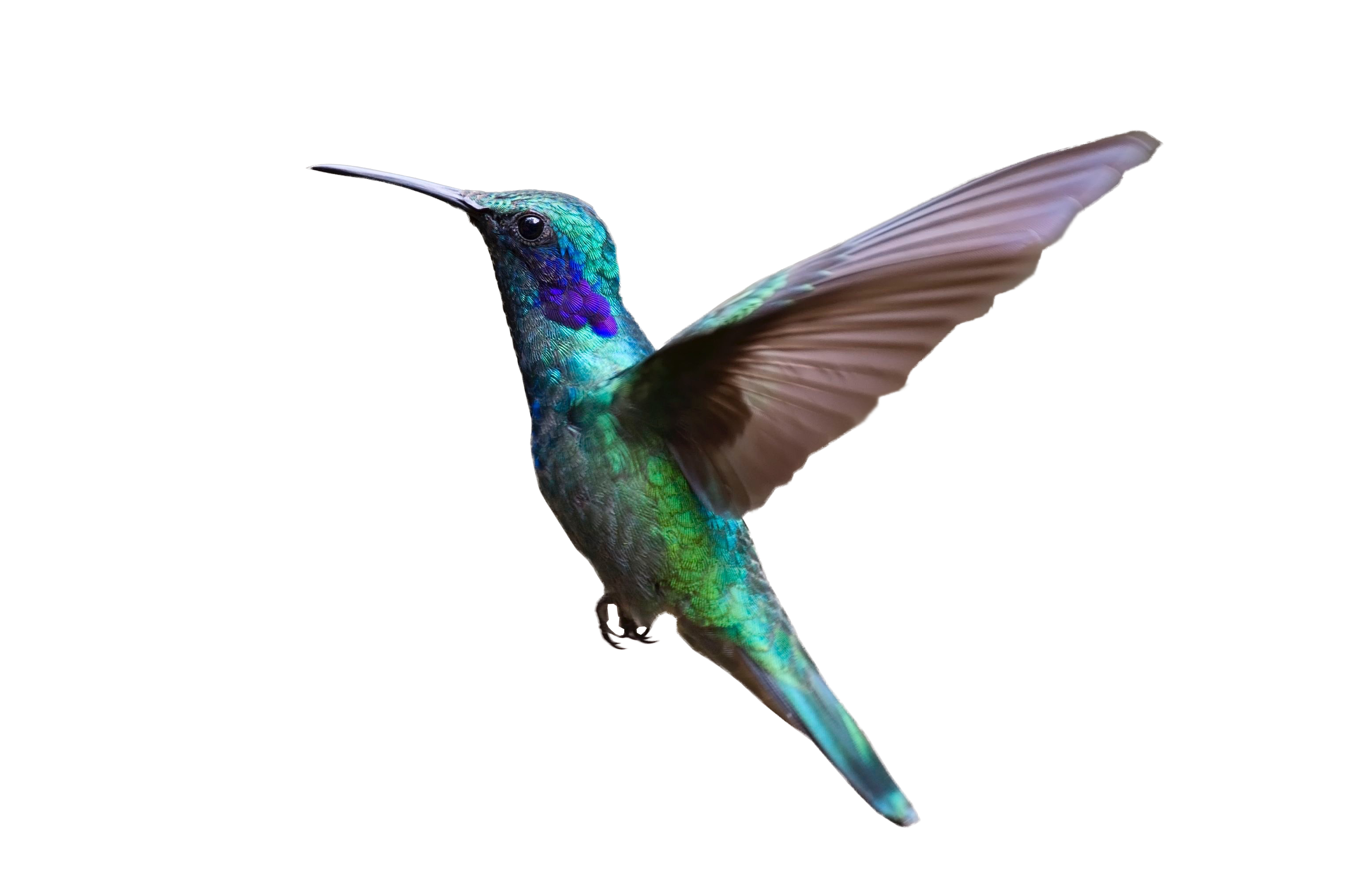 Colorful Hummingbird Flying Png Image Purepng Free Transparent Cc0