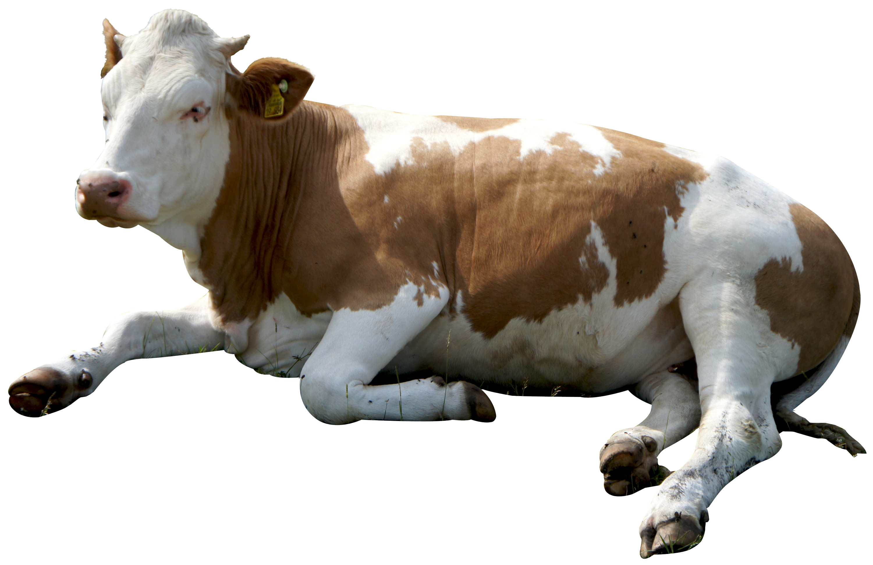 Cow PNG Image - PurePNG | Free transparent CC0 PNG Image Library