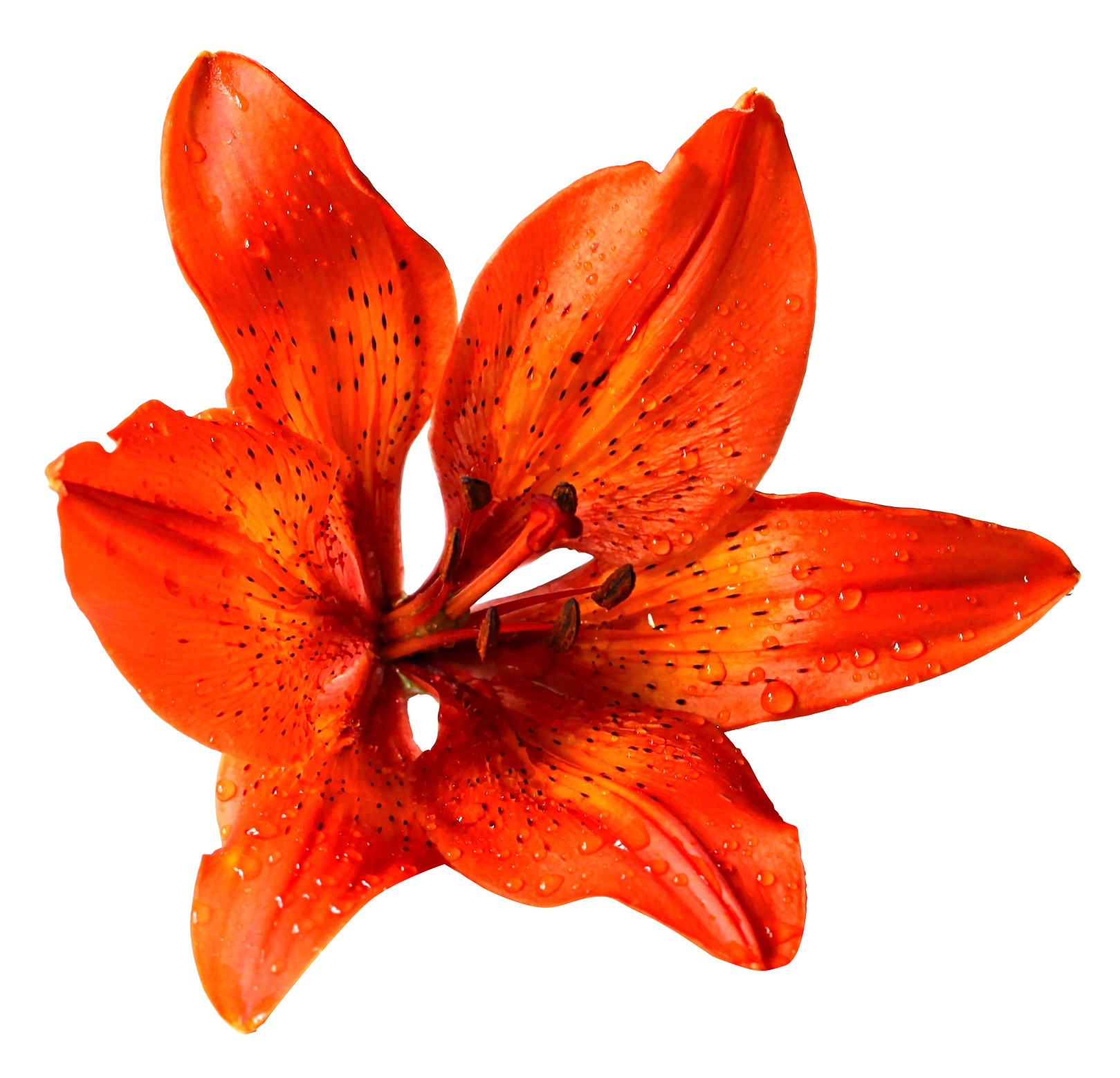 Flower PNG Image - PurePNG | Free transparent CC0 PNG Image Library