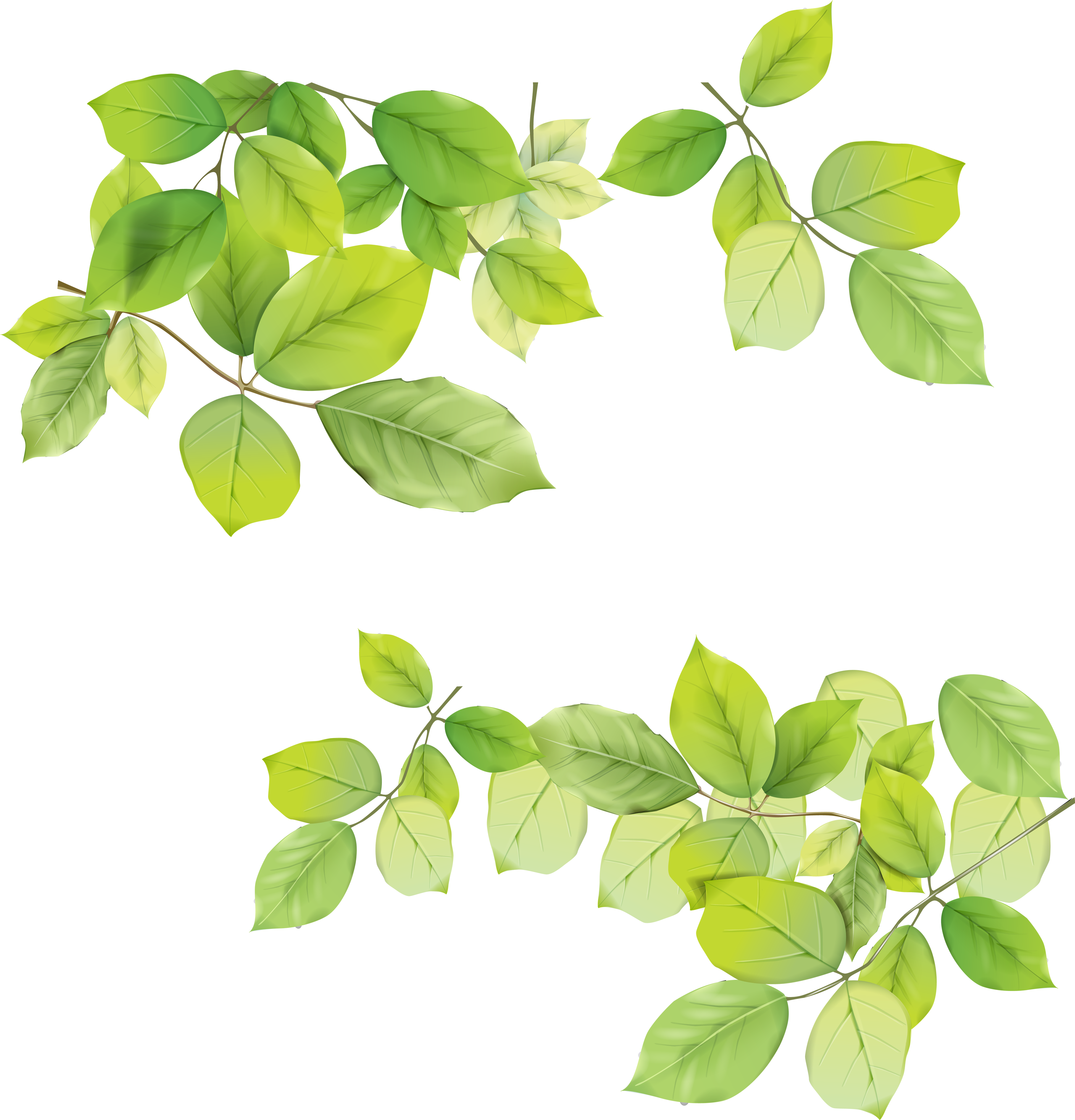 Green leaves PNG Image - PurePNG | Free transparent CC0 PNG Image Library