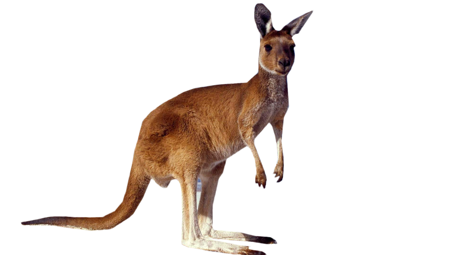Kangaroo Standing PNG Image - PurePNG | Free transparent CC0 PNG Image ...