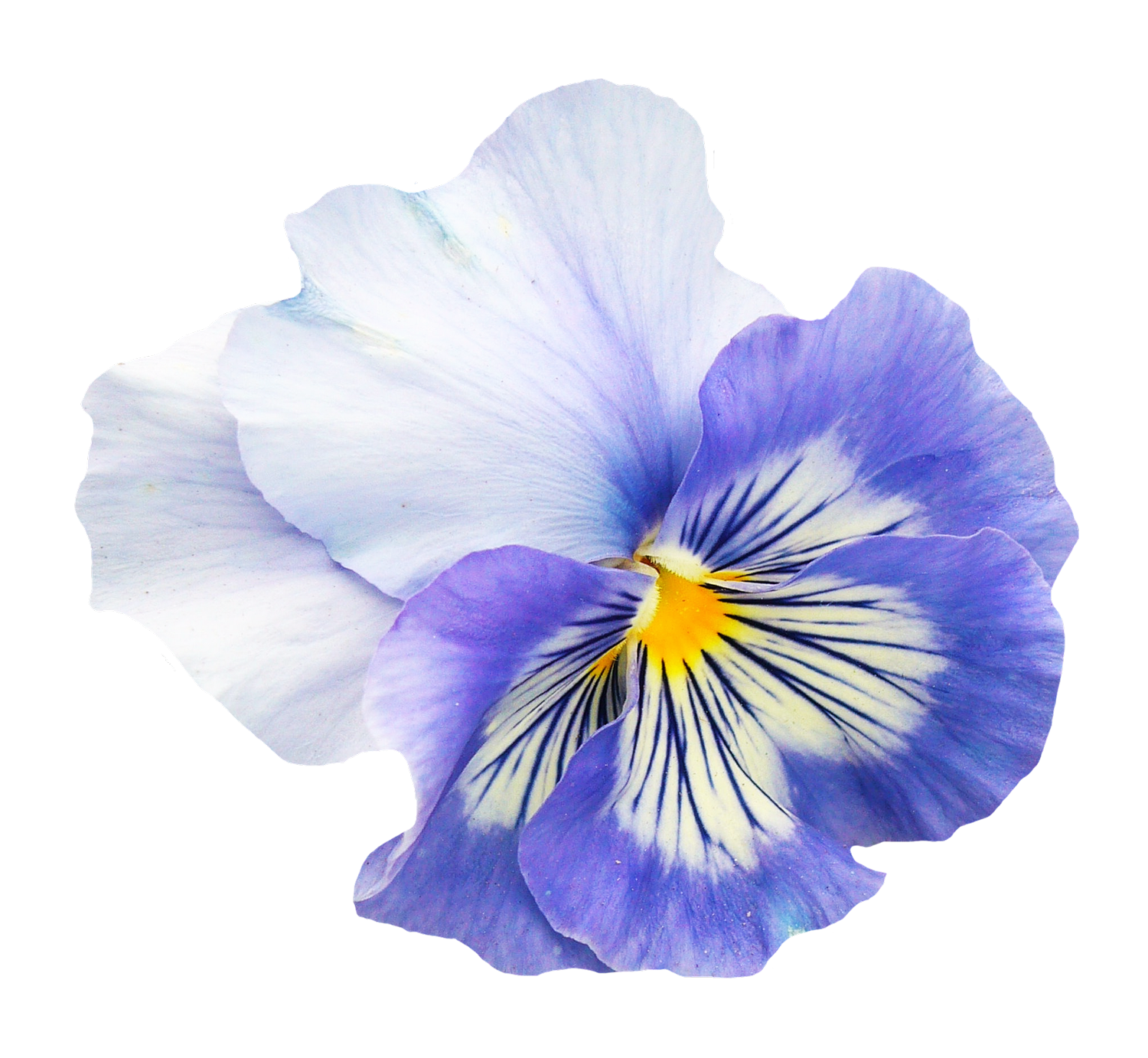 Pansy Flower PNG Image - PurePNG | Free transparent CC0 PNG Image Library