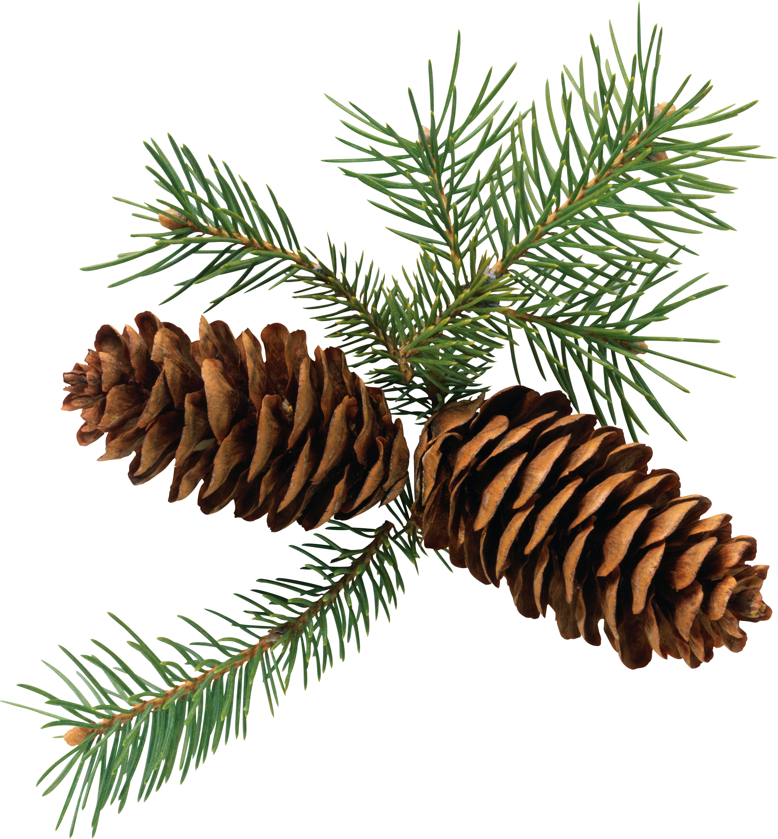 Pine Cone PNG Image PurePNG Free Transparent CC PNG Image Library