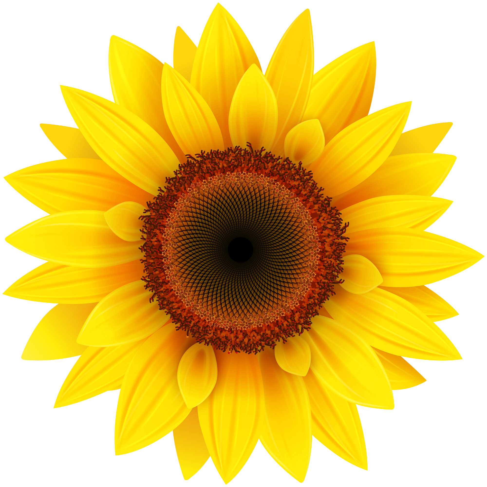 Sunflower PNG Image - PurePNG | Free transparent CC0 PNG Image Library