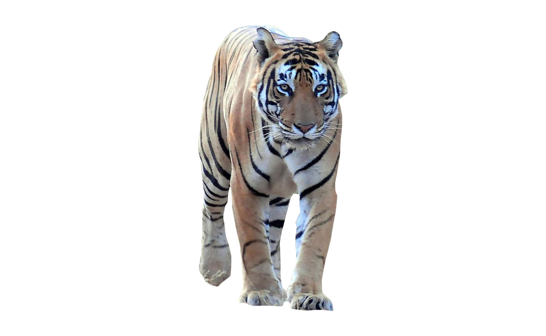 Tiger Walking Frontal Png Image Purepng Free Transparent Cc0 Png