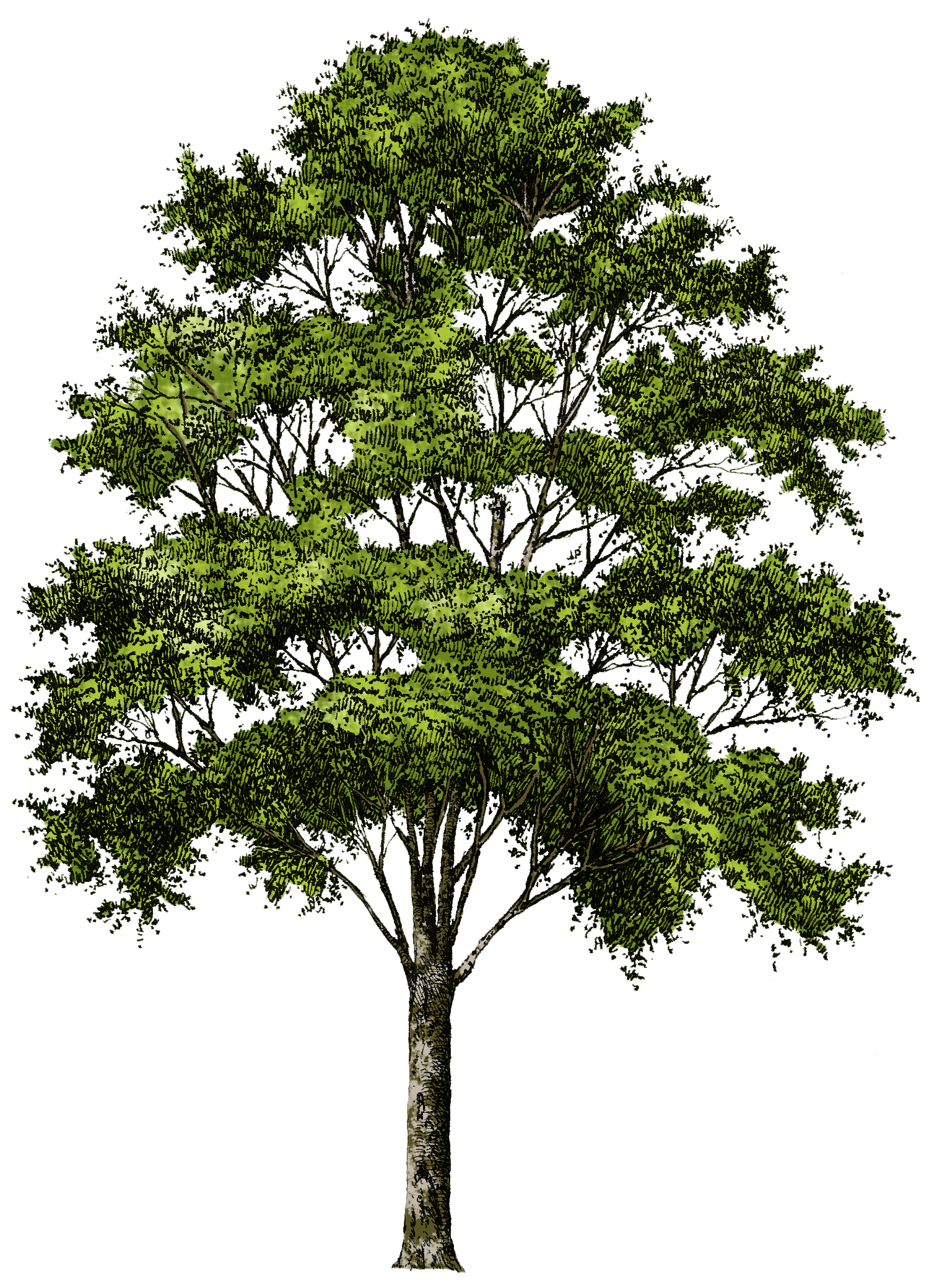 Tree Plan View Png Photoshop Tree Top View Png Instituto
