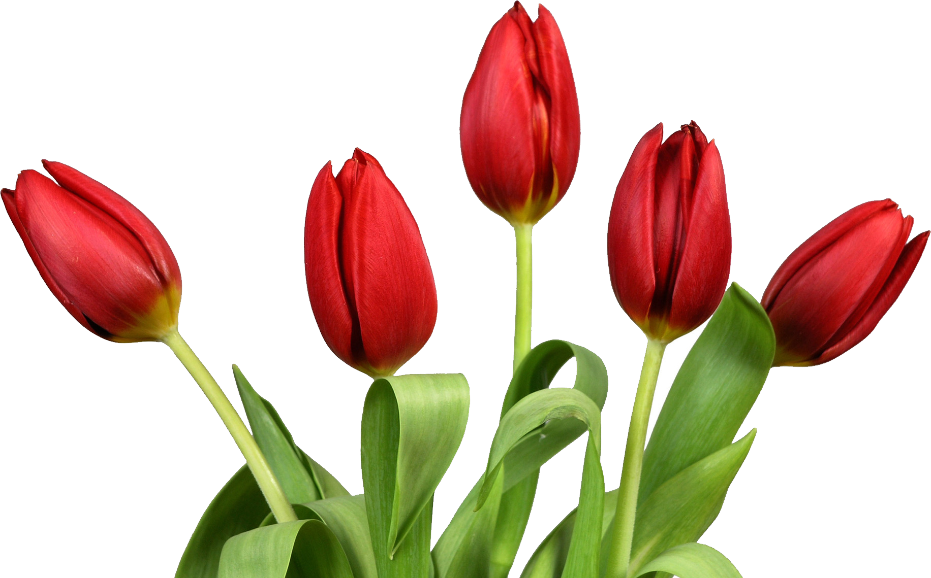 Tulip PNG Image - PurePNG | Free transparent CC0 PNG Image Library