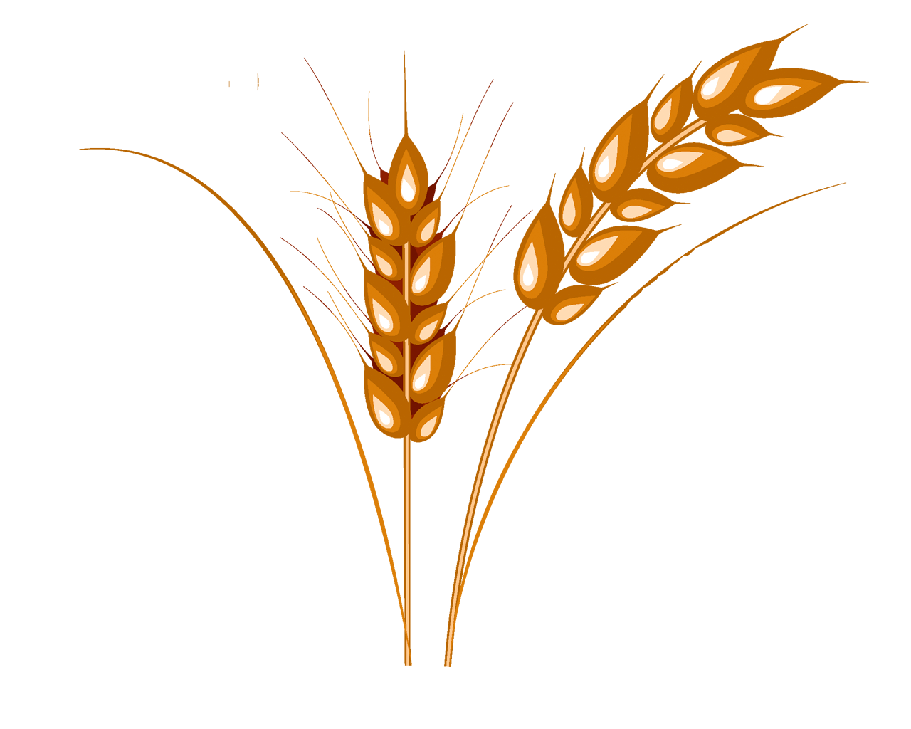Wheat PNG Image PurePNG Free Transparent CC PNG Image Library