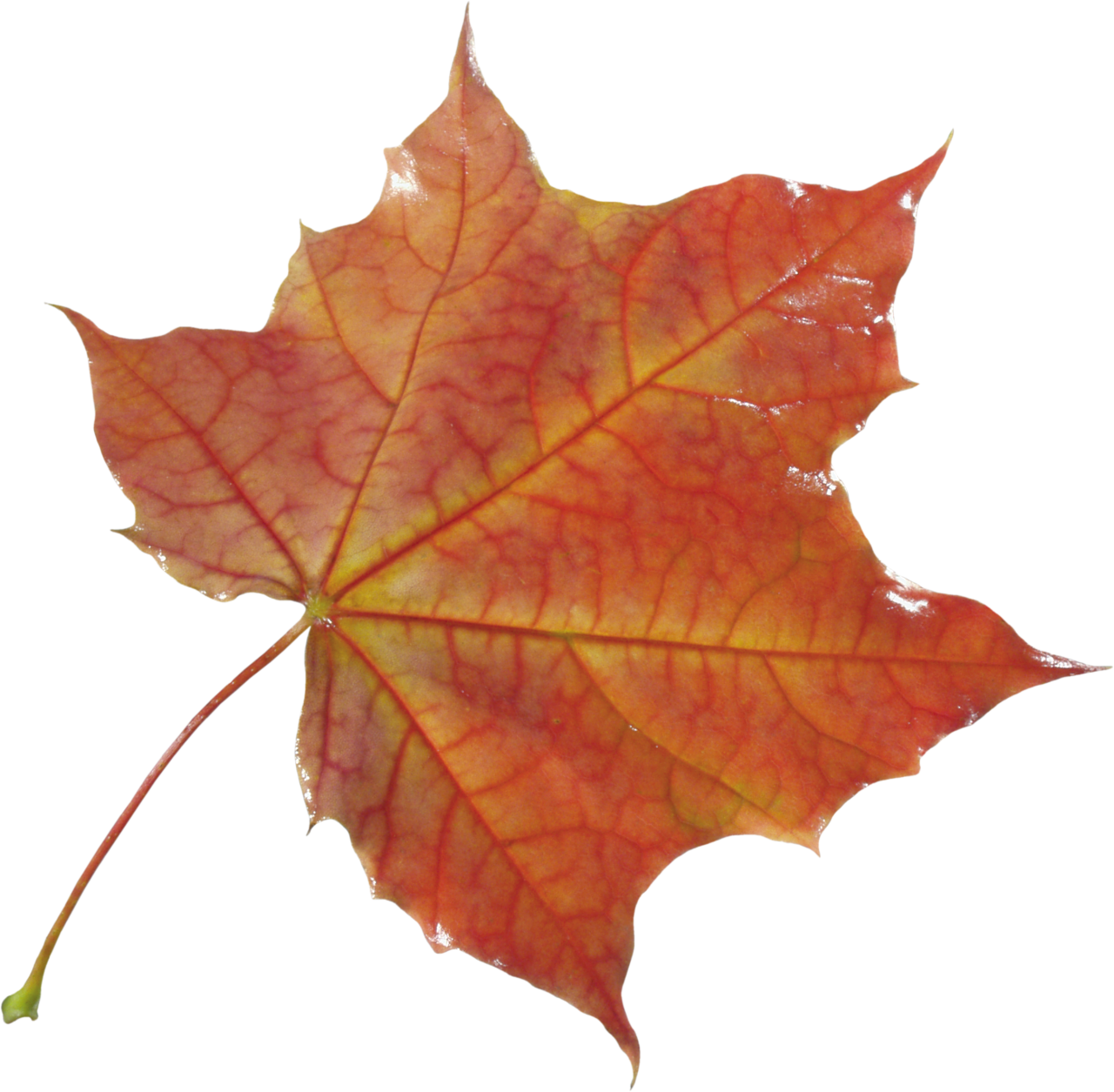 Autumn Leaf Png Image Purepng Free Transparent Cc Png Image Library