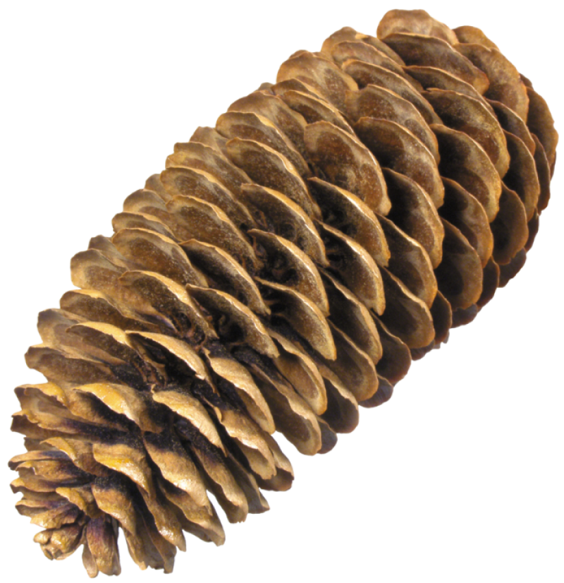 Pine Cone Png Image Purepng Free Transparent Cc Png Image Library