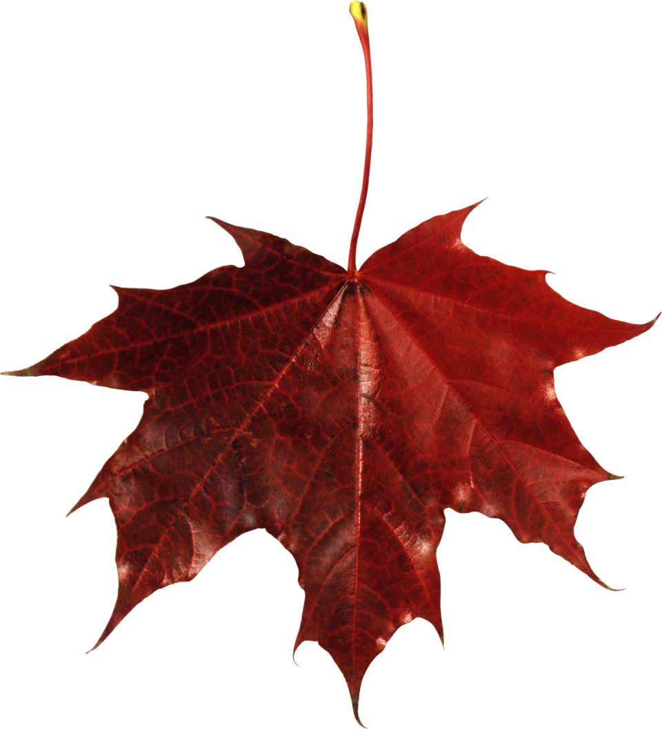 Red Maple Leaf Png Image Purepng Free Transparent Cc0 Vrogue Co