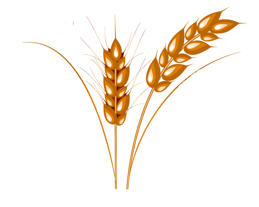Wheat PNG Image PurePNG Free Transparent CC0 PNG Image Library