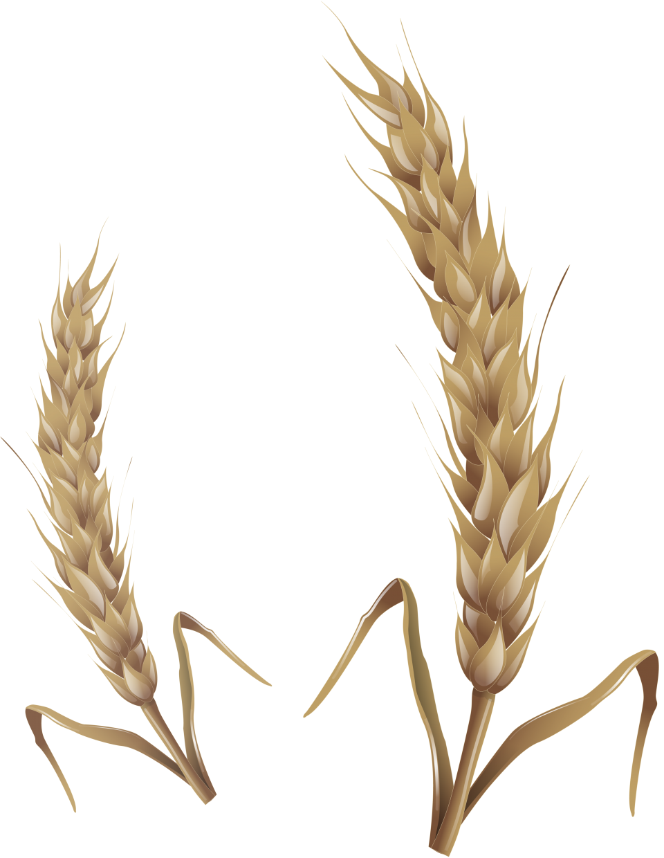 Wheat PNG Image PurePNG Free Transparent CC0 PNG Image Library