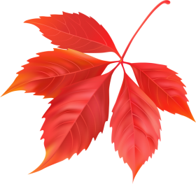 Red Maple Leaf PNG Image PurePNG Free Transparent CC0 PNG Image Library