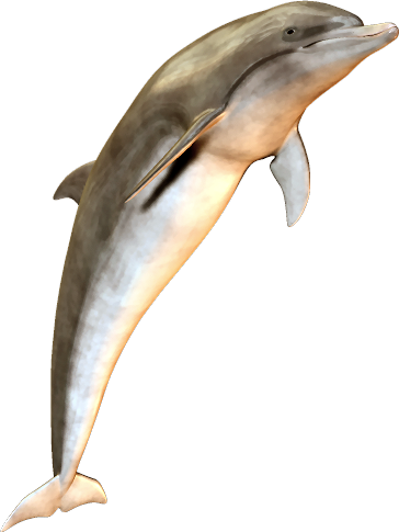 Cute Jumping Dolphin PNG Image
