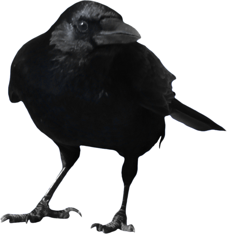 Standing Crow PNG Image