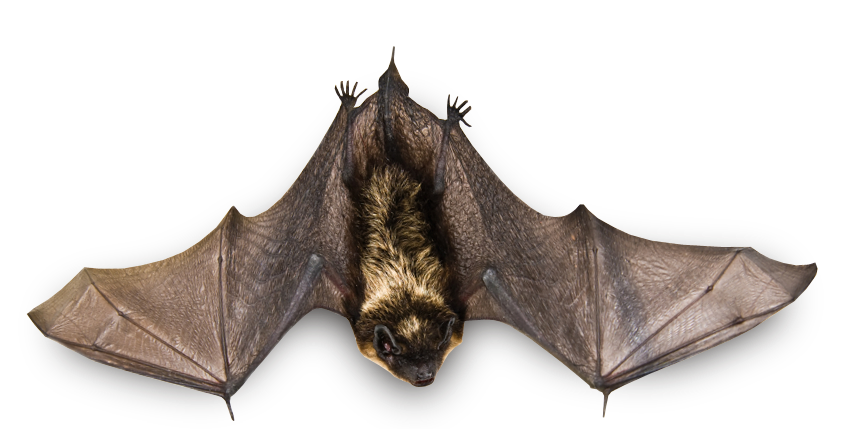 Flying Bat PNG Image