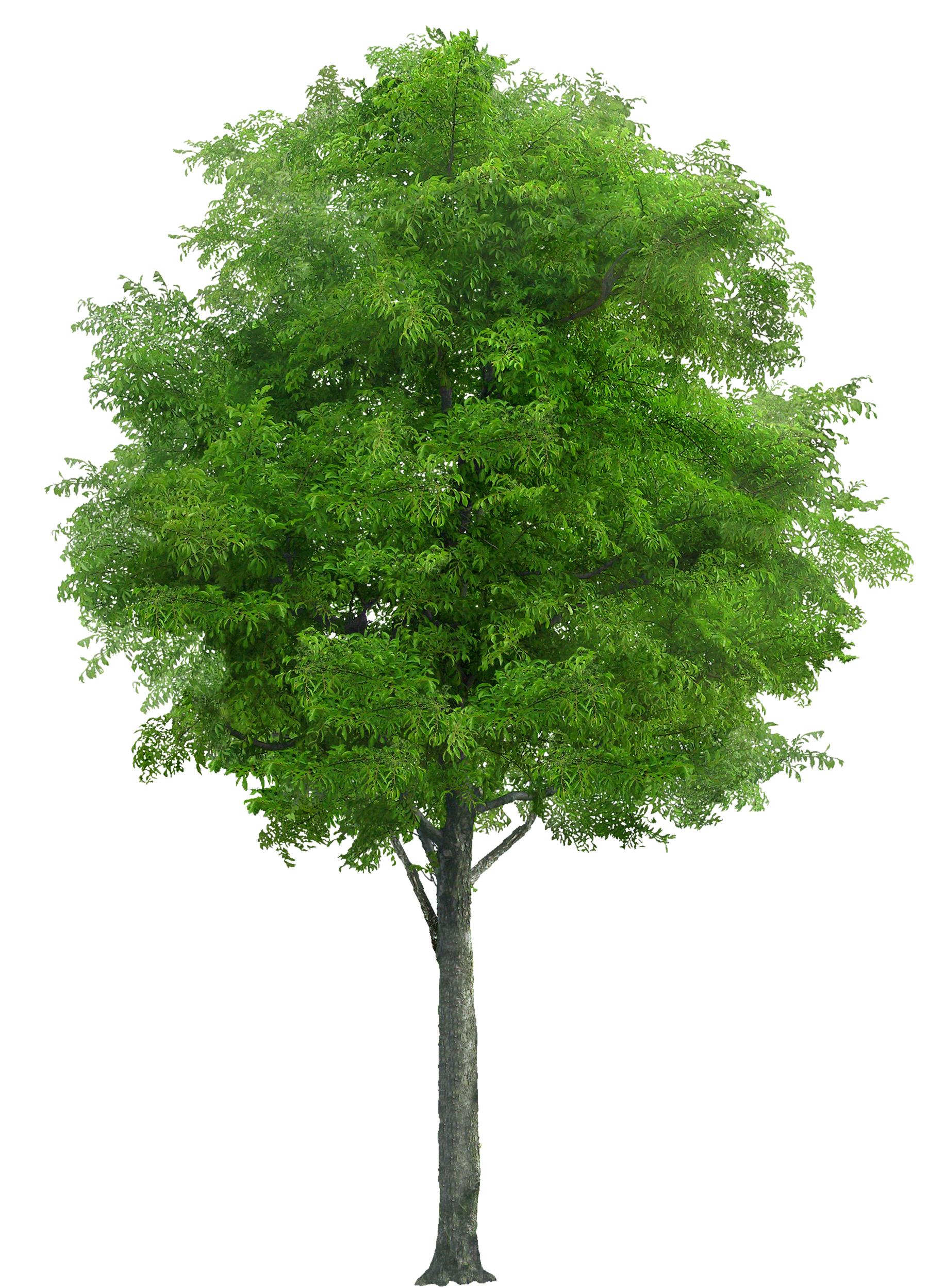 Leafy Wood Tree PNG Image