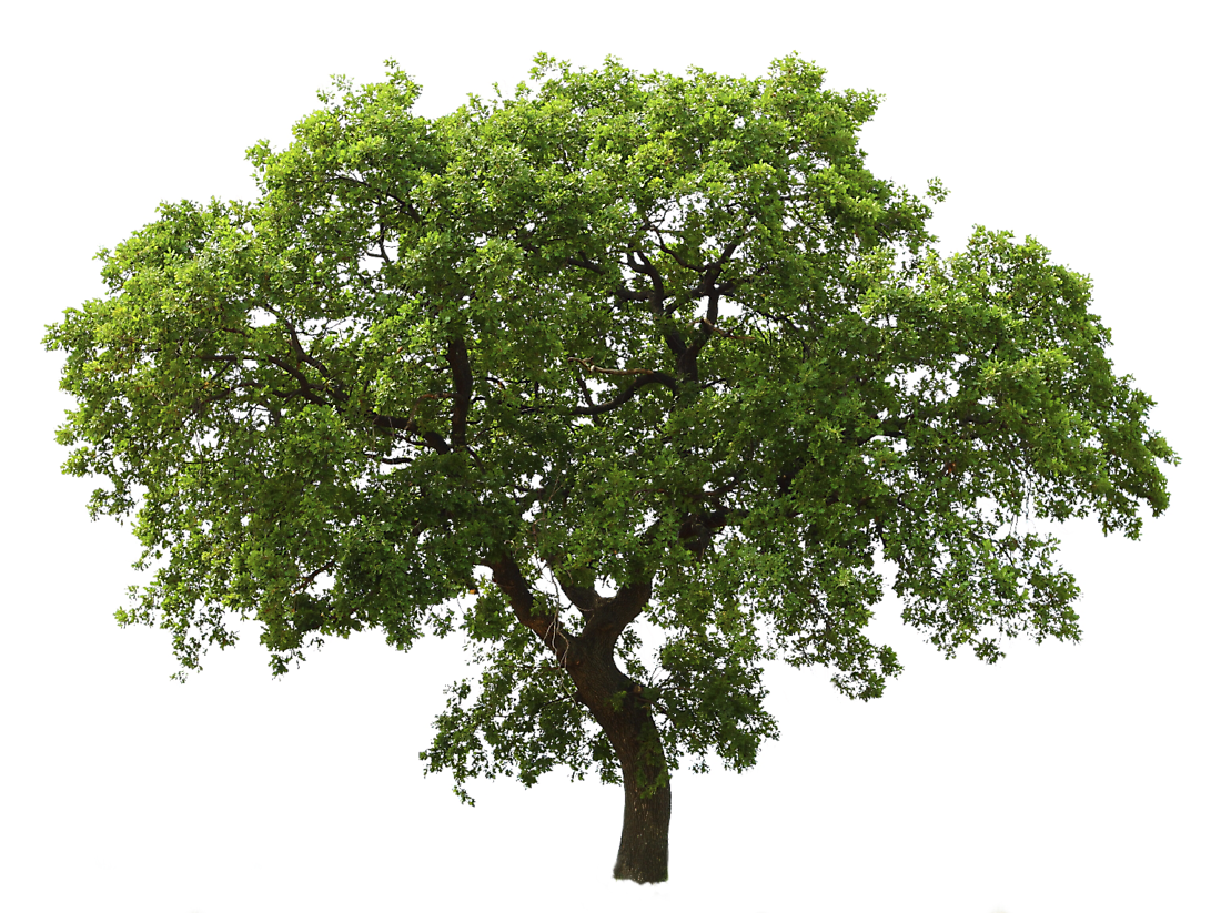 Wooden Tree with Leaf PNG Image