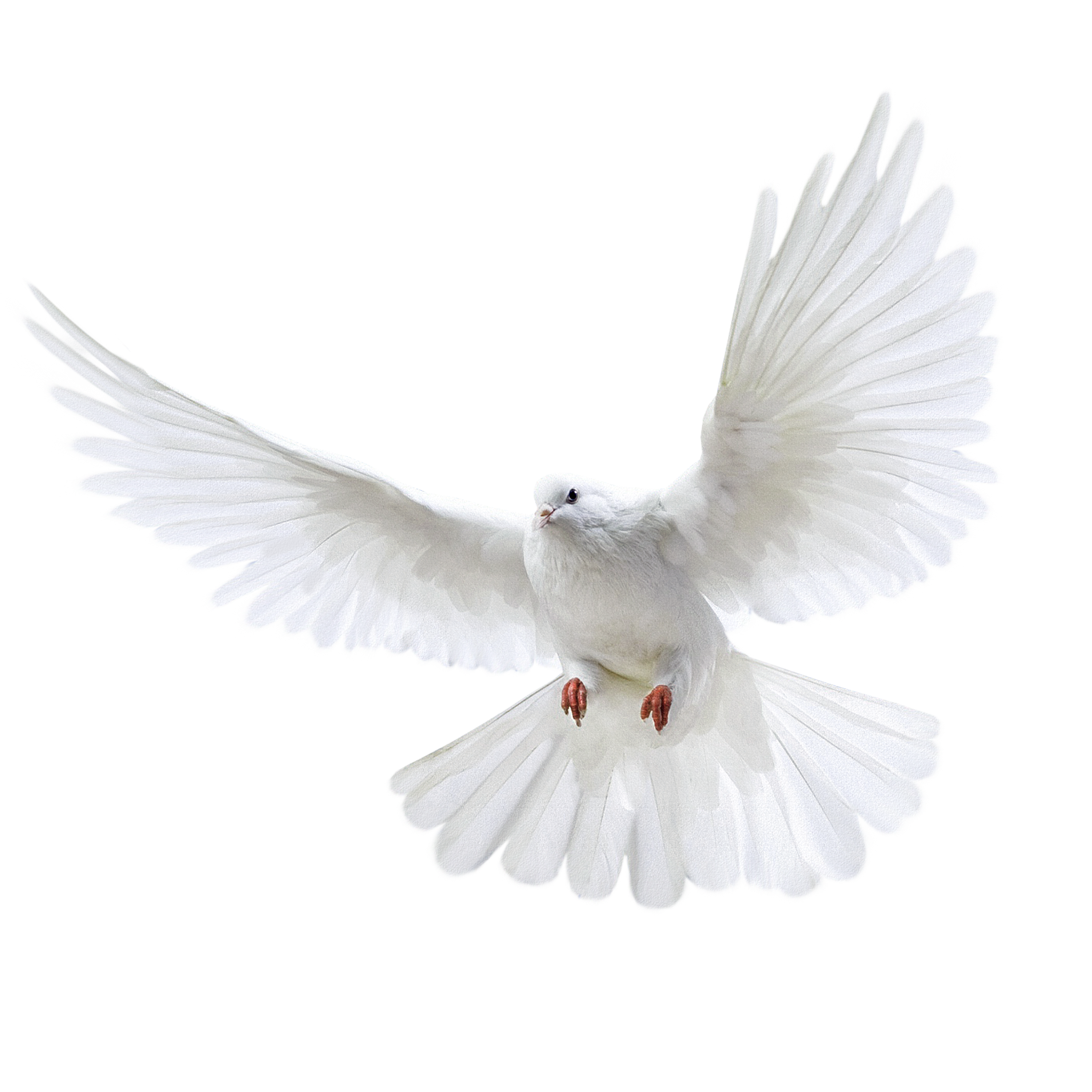 White Pigeon Realisitc PNG Image