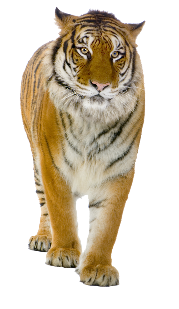 Male Yellow Tiger PNG Image
