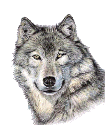 Cute Wolf Face PNG Image