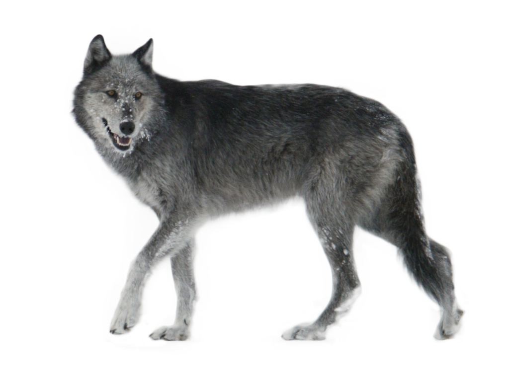 Wolf Walking Side Ways PNG Image - PurePNG | Free transparent CC0 PNG