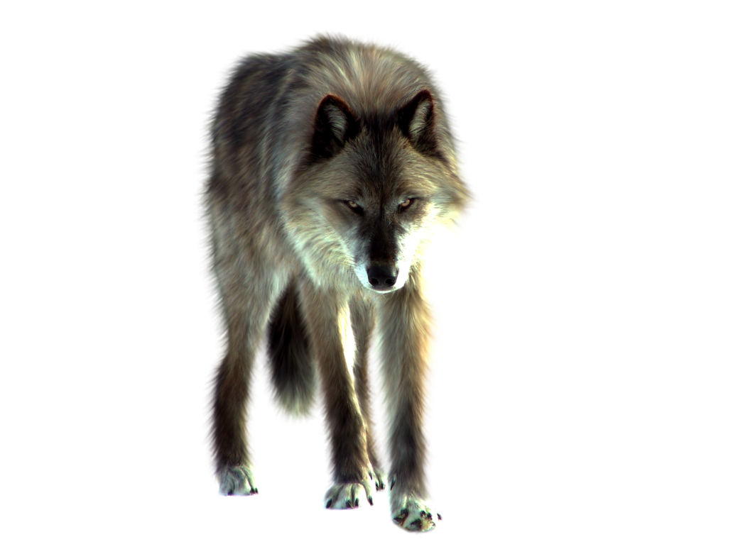 Wolf Looking On The Ground PNG Image