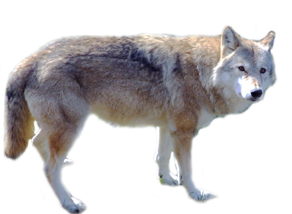Cute Wolf Standing PNG Image