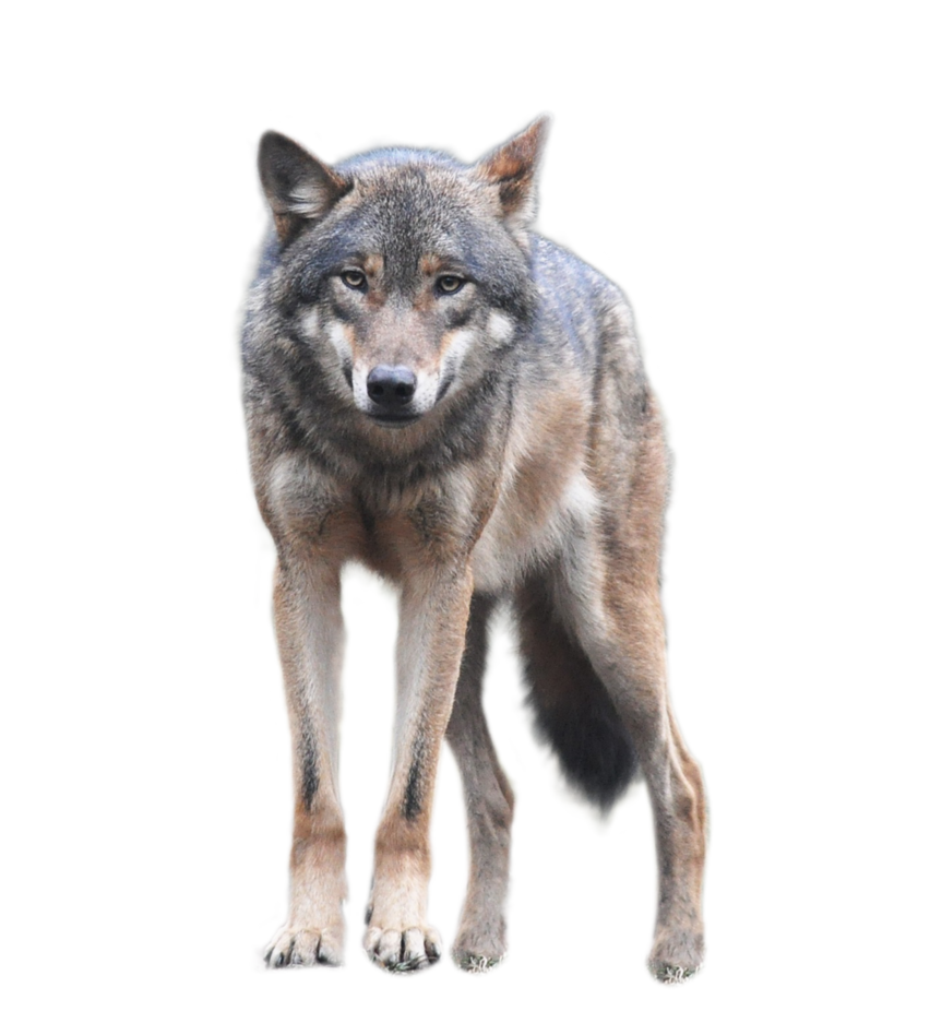 Wolf Standing An Looking Forwards PNG Image