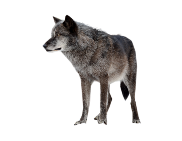 Dark Wolf PNG Image