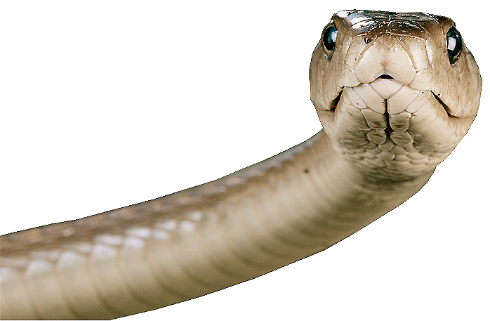 Snake Face PNG Image