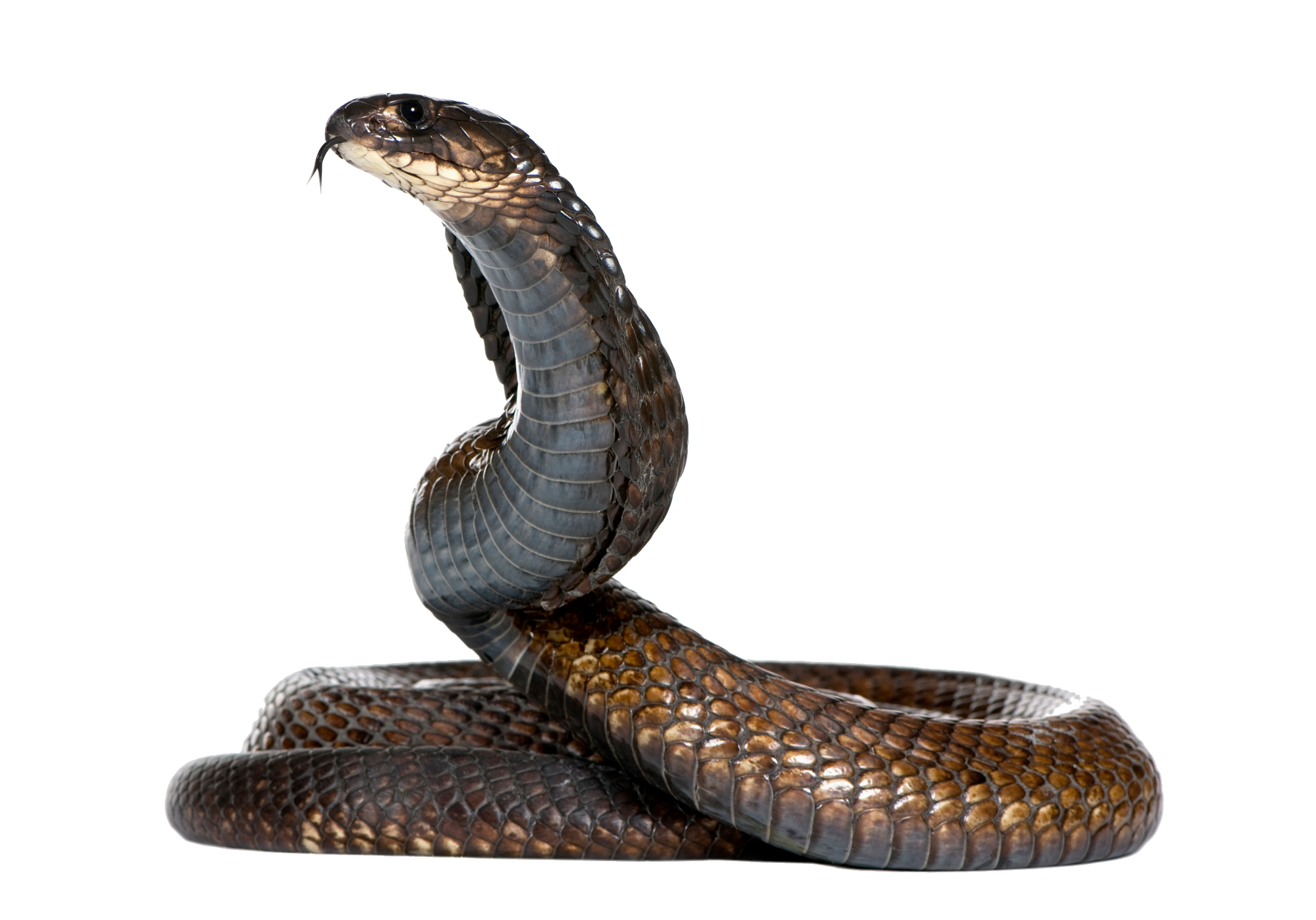 Dangerous Black Snake PNG Image