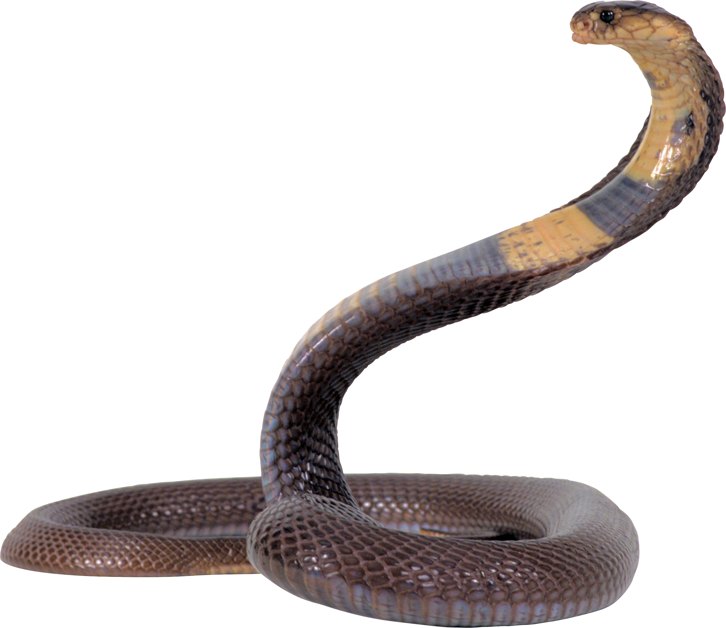 Snake With Brown/Yellow Strip PNG Image