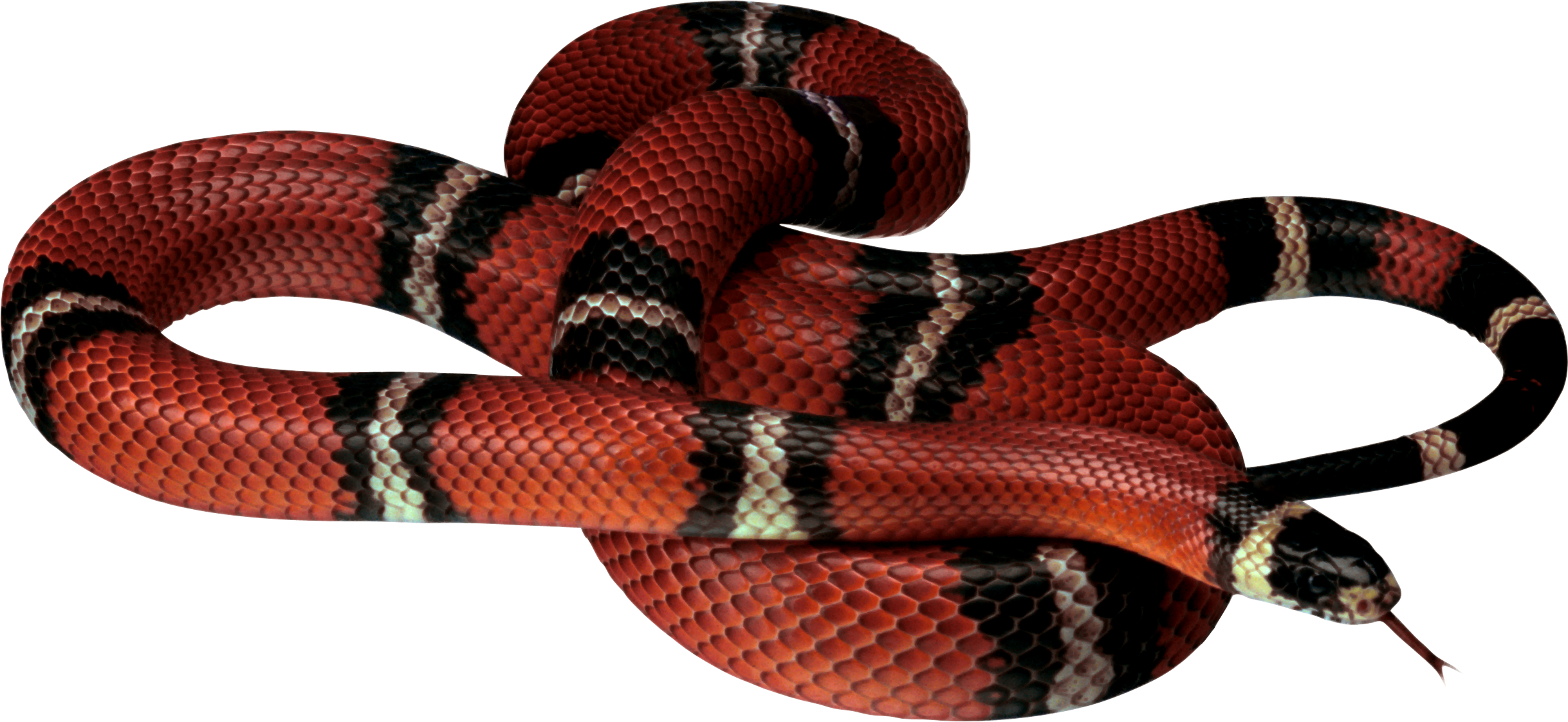 Red Snake Lying On The Ground PNG Image