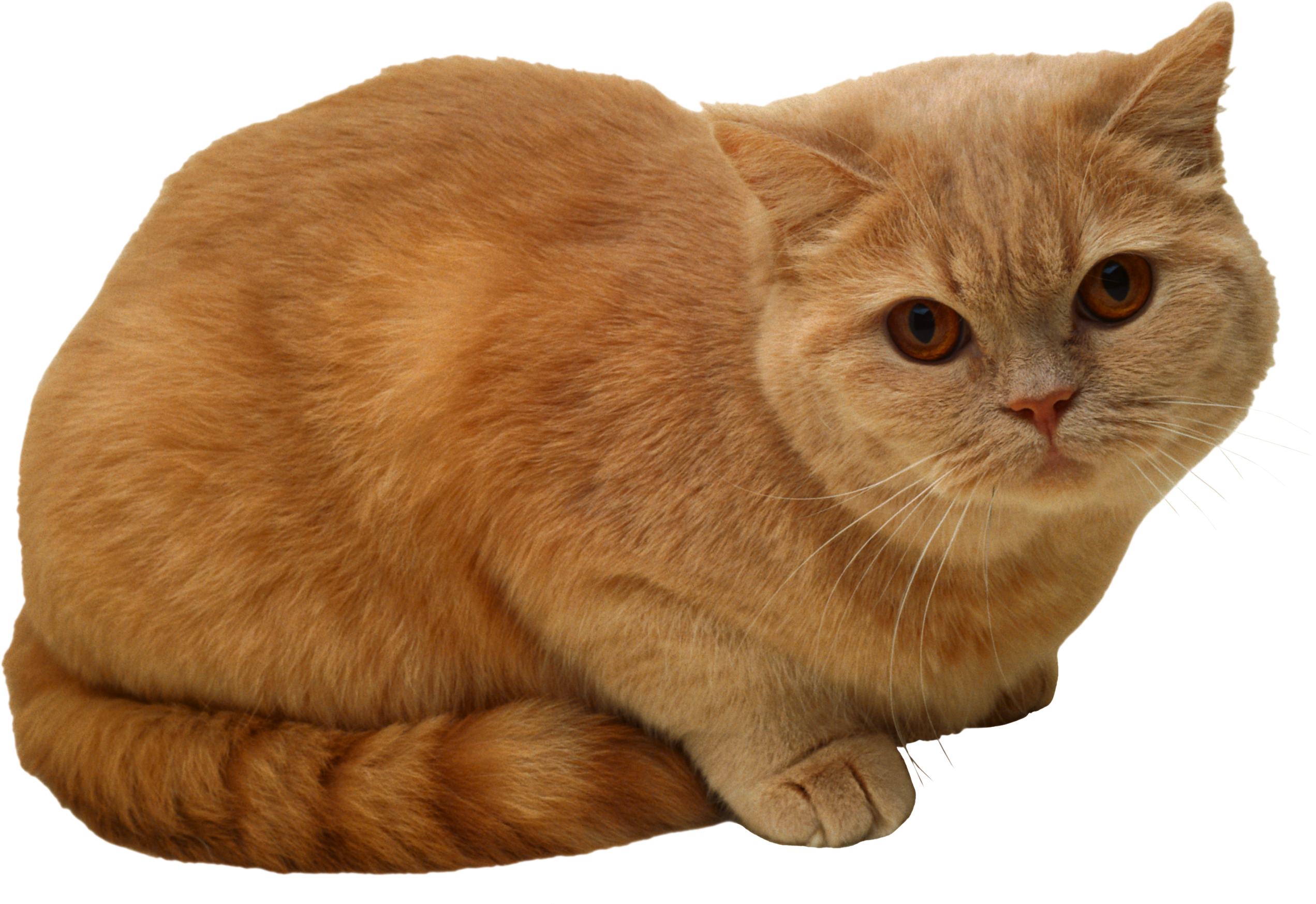 Sitting Cat PNG PNG Image