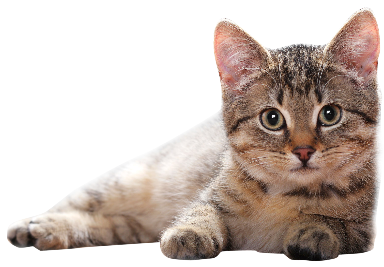 Lying Cat PNG PNG Image
