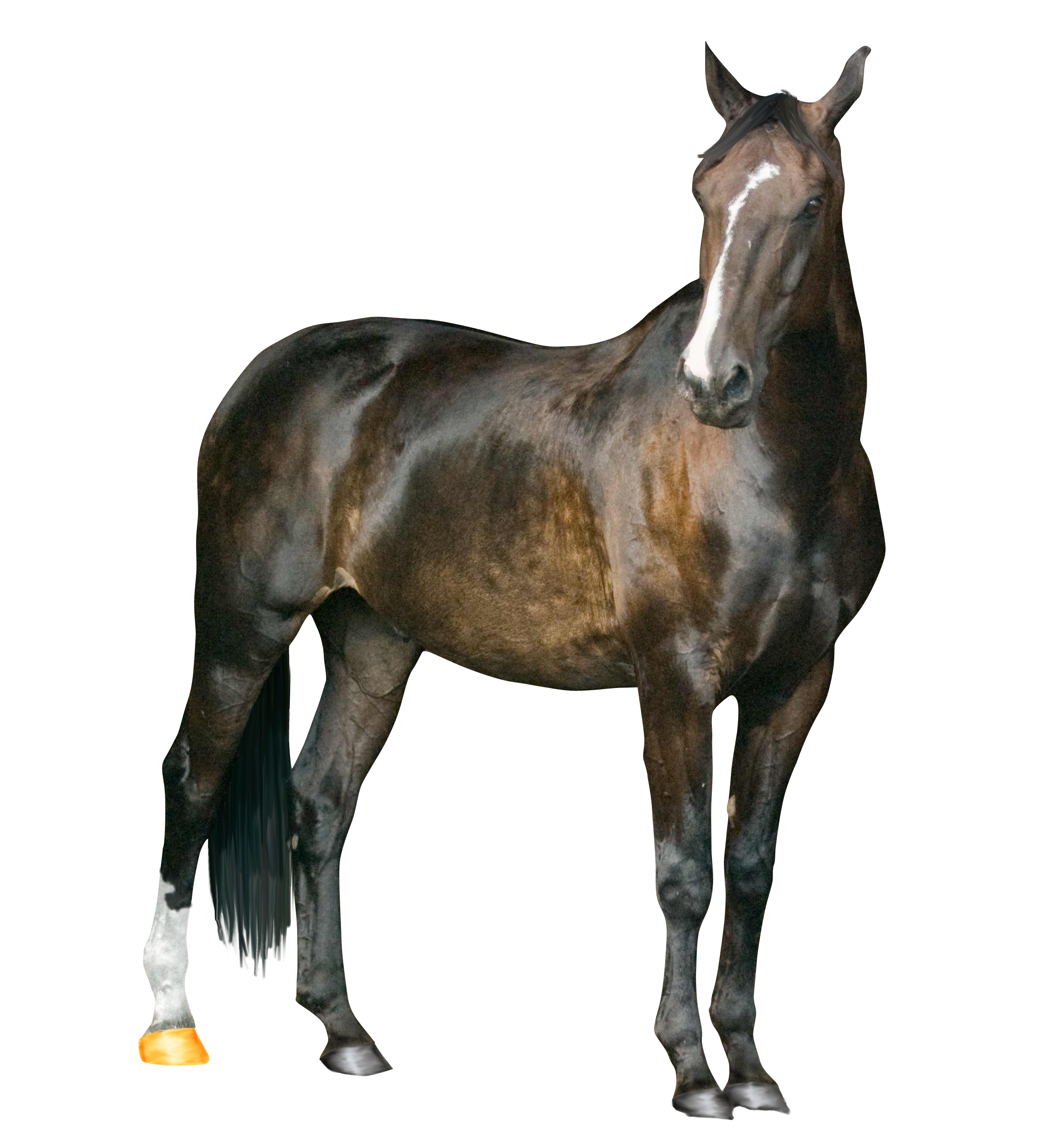 Horse PNG Image