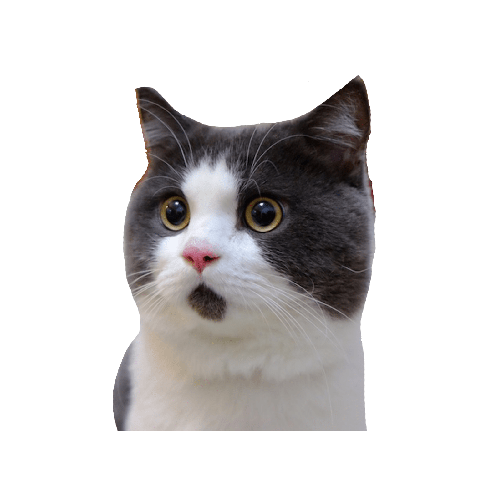Banye Surprised Cat PNG PNG Image