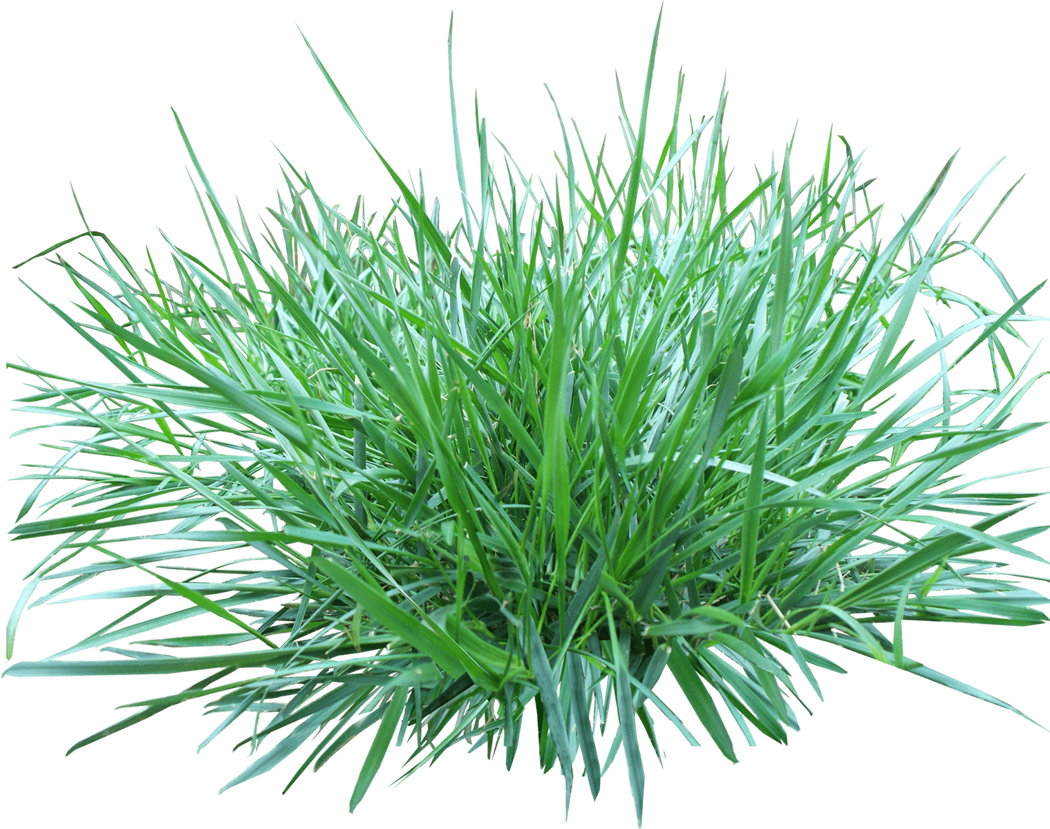 Patch Of Grass PNG Image