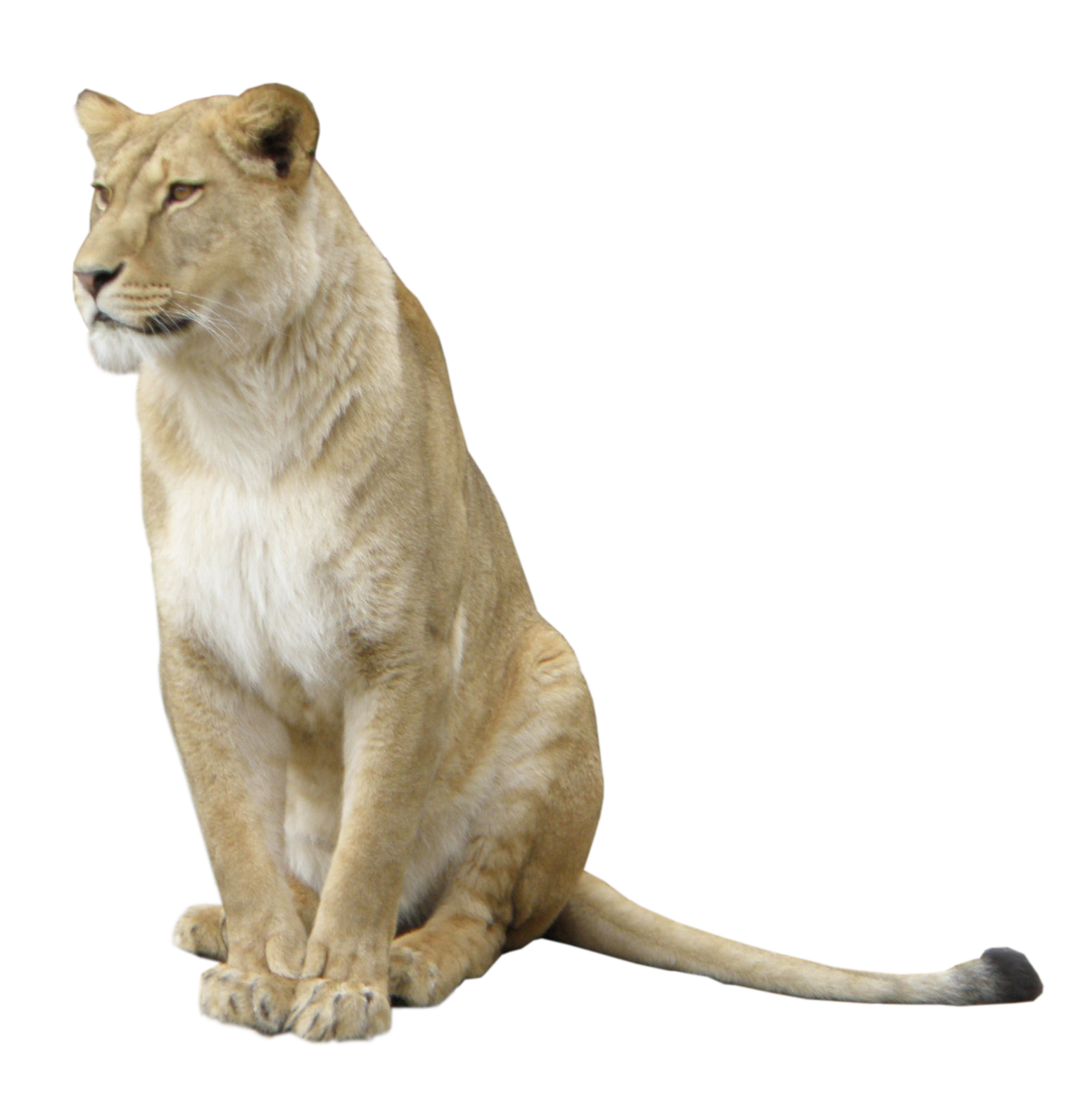 Lion Animal PNG Image